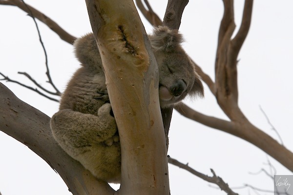 AustraliaEast 10  144